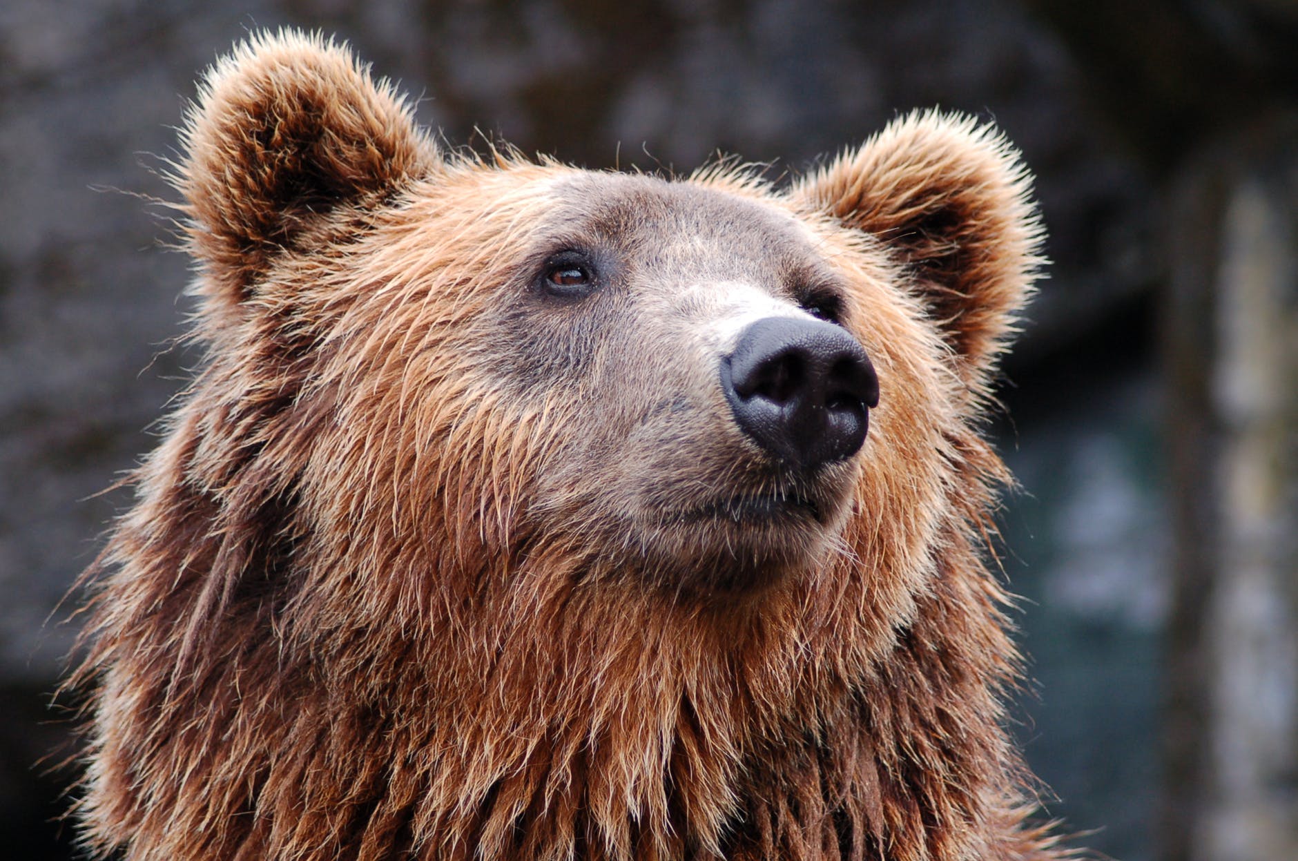 zoo bear